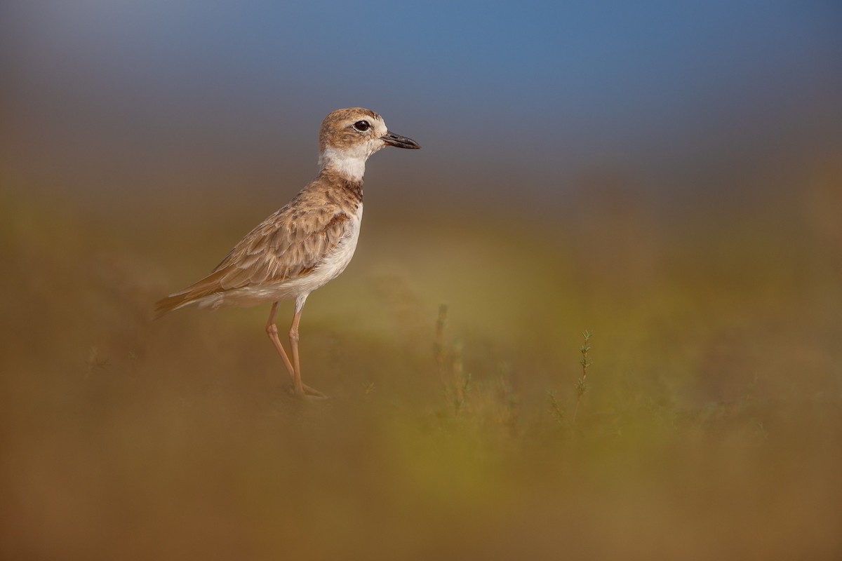Wilson's Plover - ML638437908