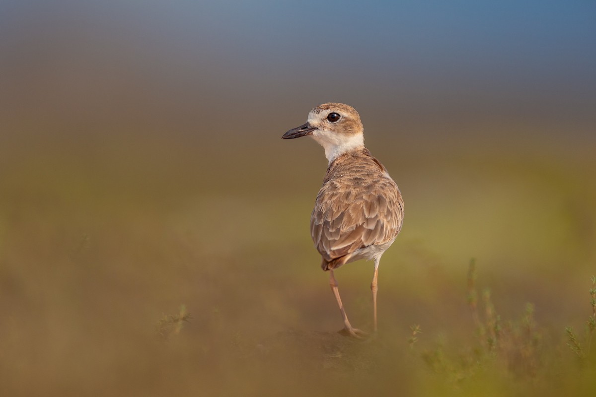 Wilson's Plover - ML638437909
