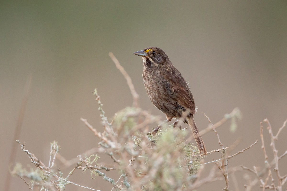 Seaside Sparrow (Gulf of Mexico) - ML638437911