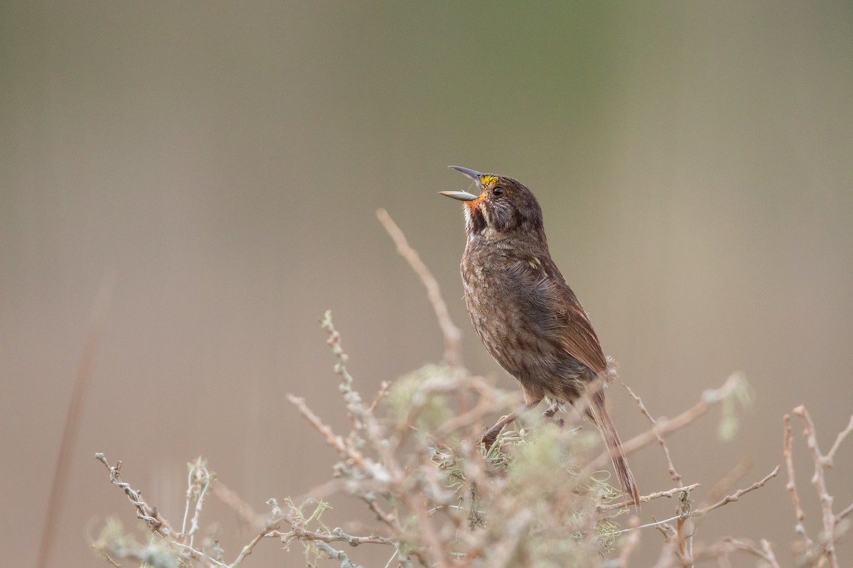 Seaside Sparrow (Gulf of Mexico) - ML638437912