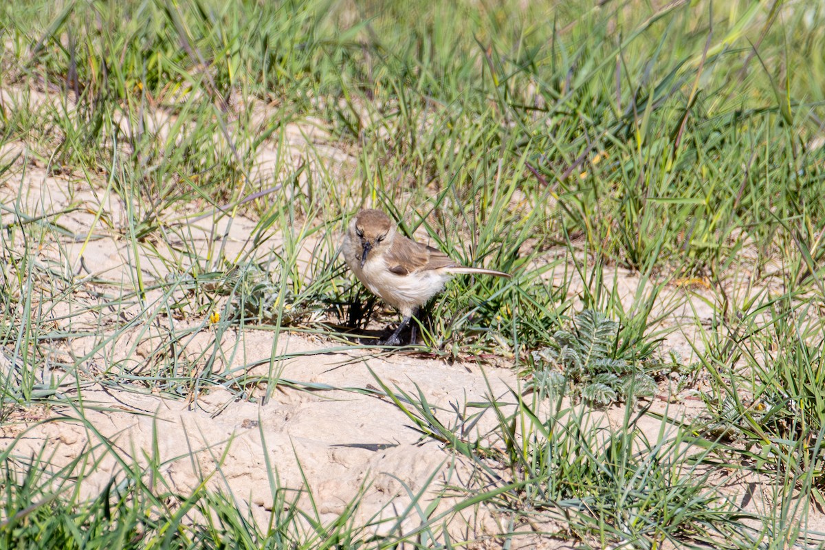 Ground Tit - ML638437931