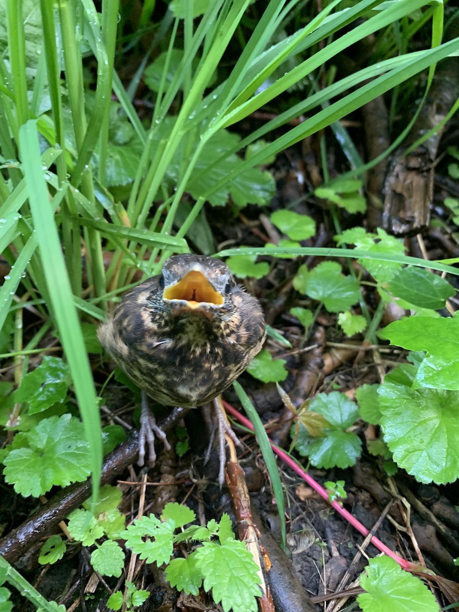 Fieldfare - ML638437934