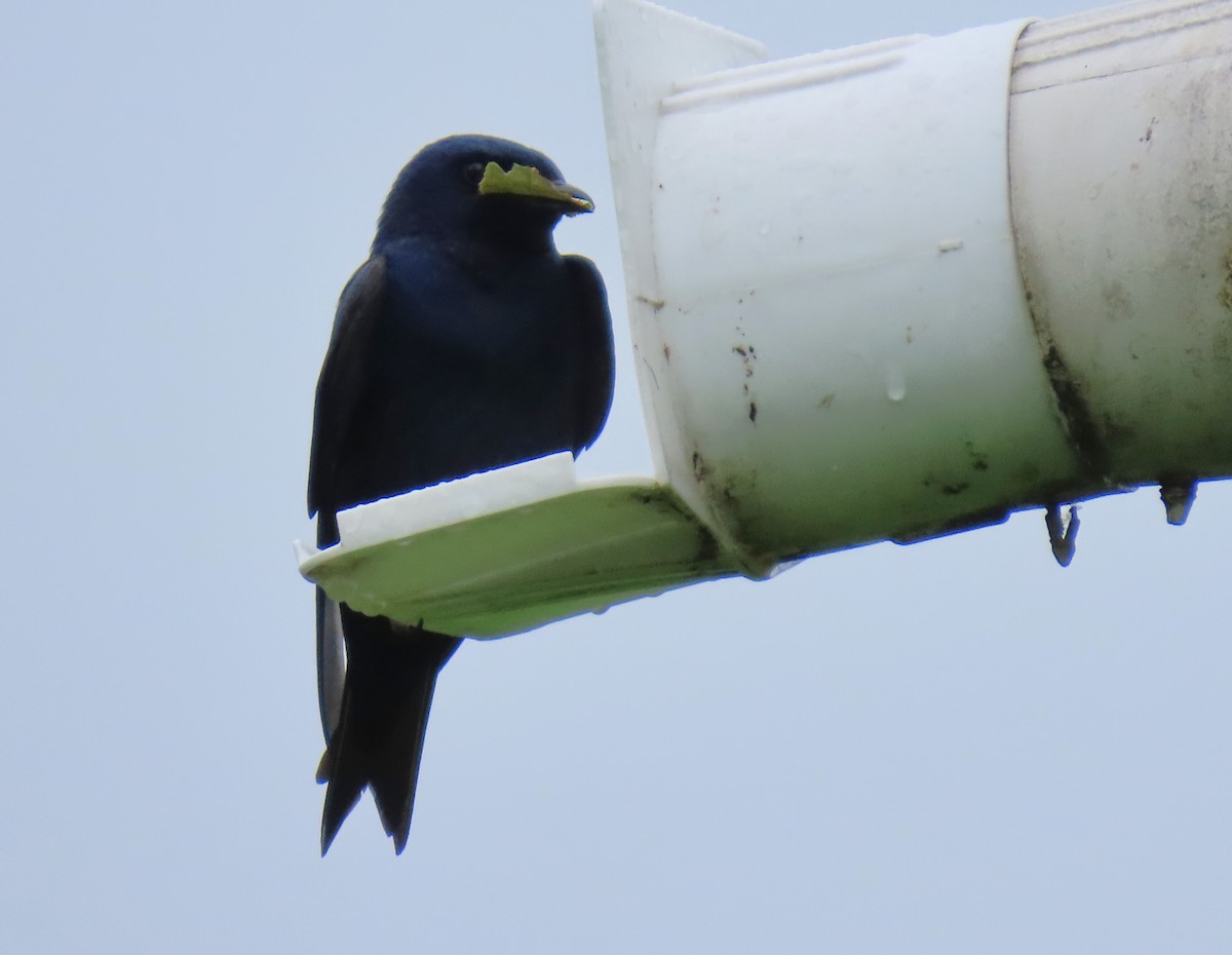 Purple Martin - ML638437948