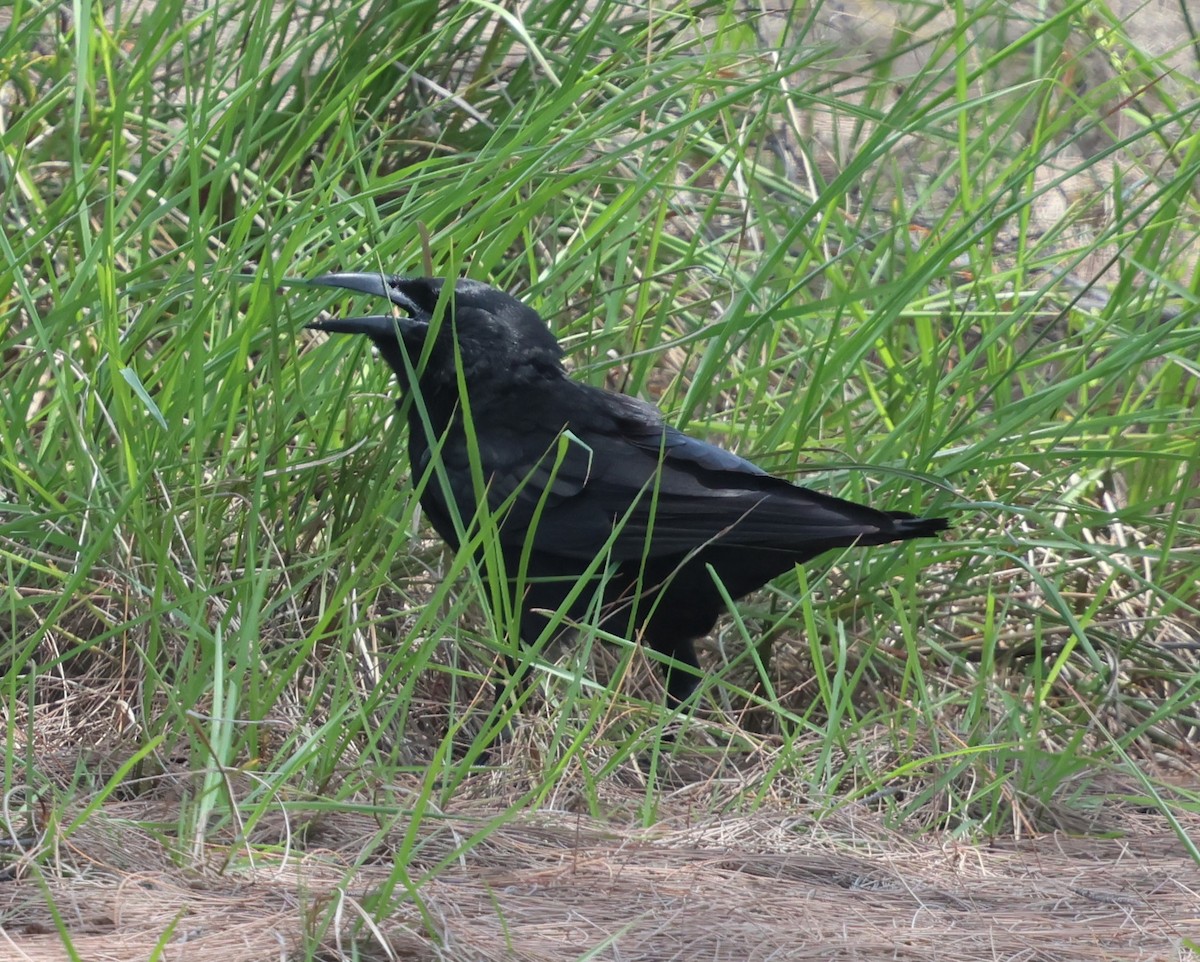 Cuban Crow - ML638437989