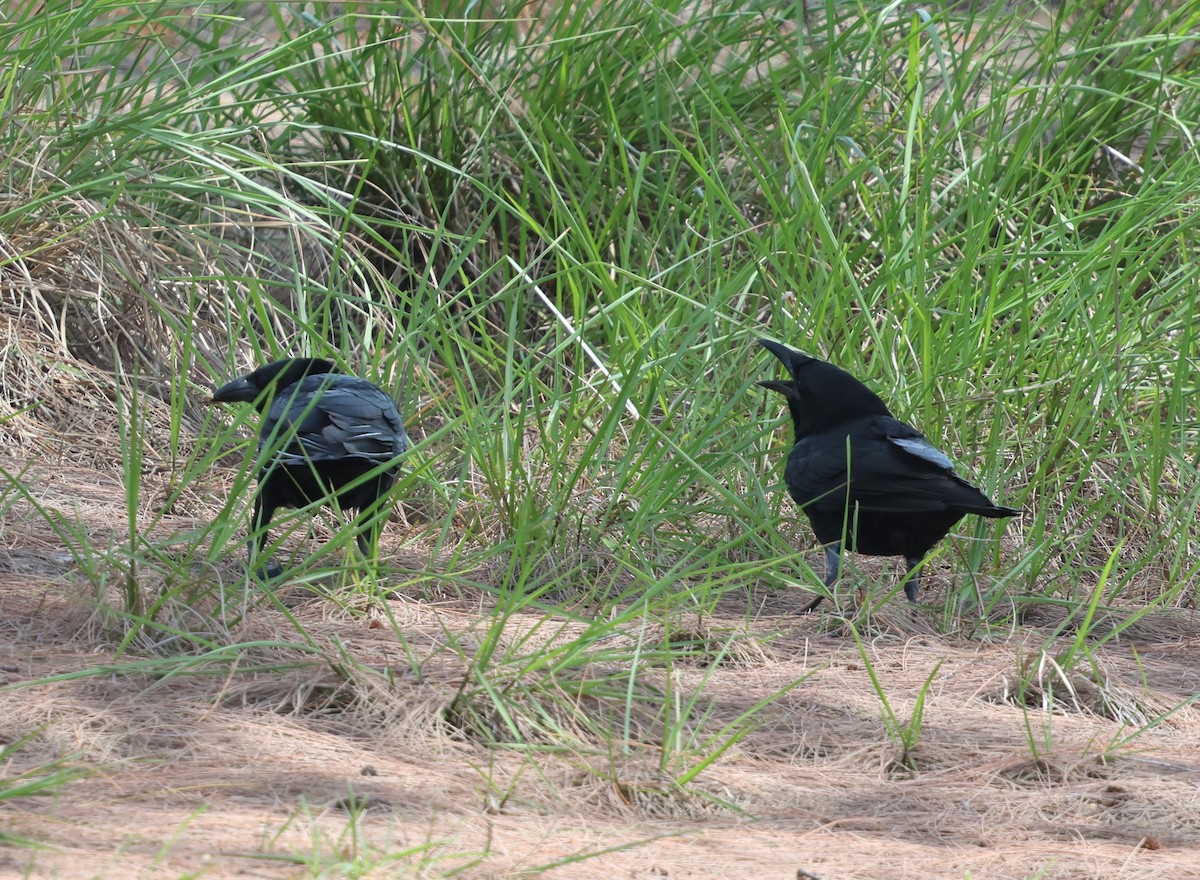 Cuban Crow - ML638437991
