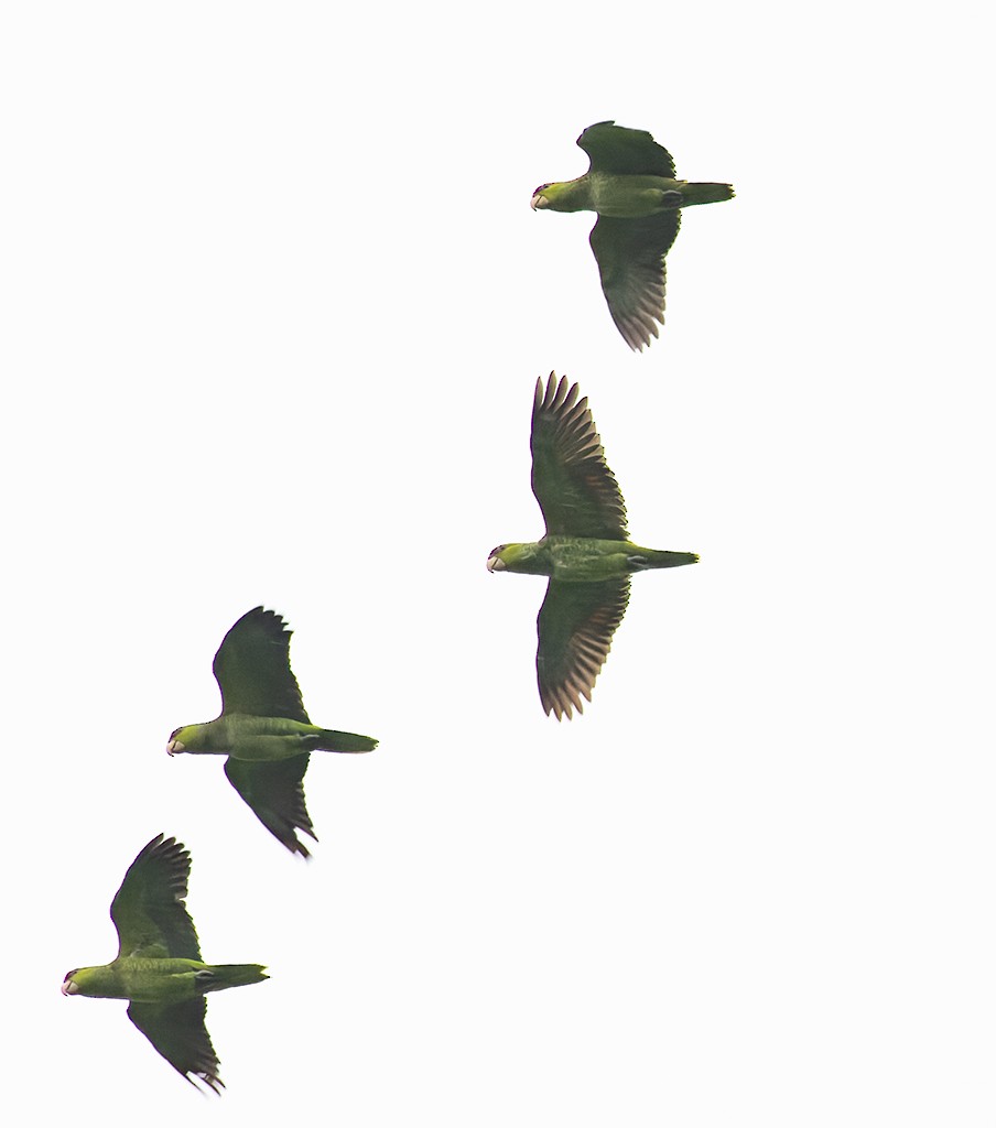 Lilac-crowned Amazon - ML638437992