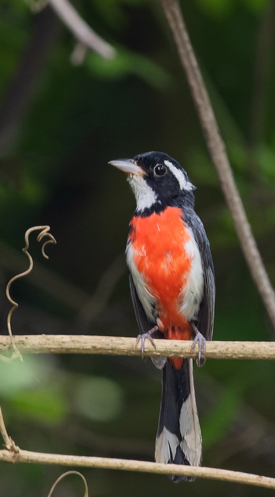 Red-breasted Chat - ML638437997