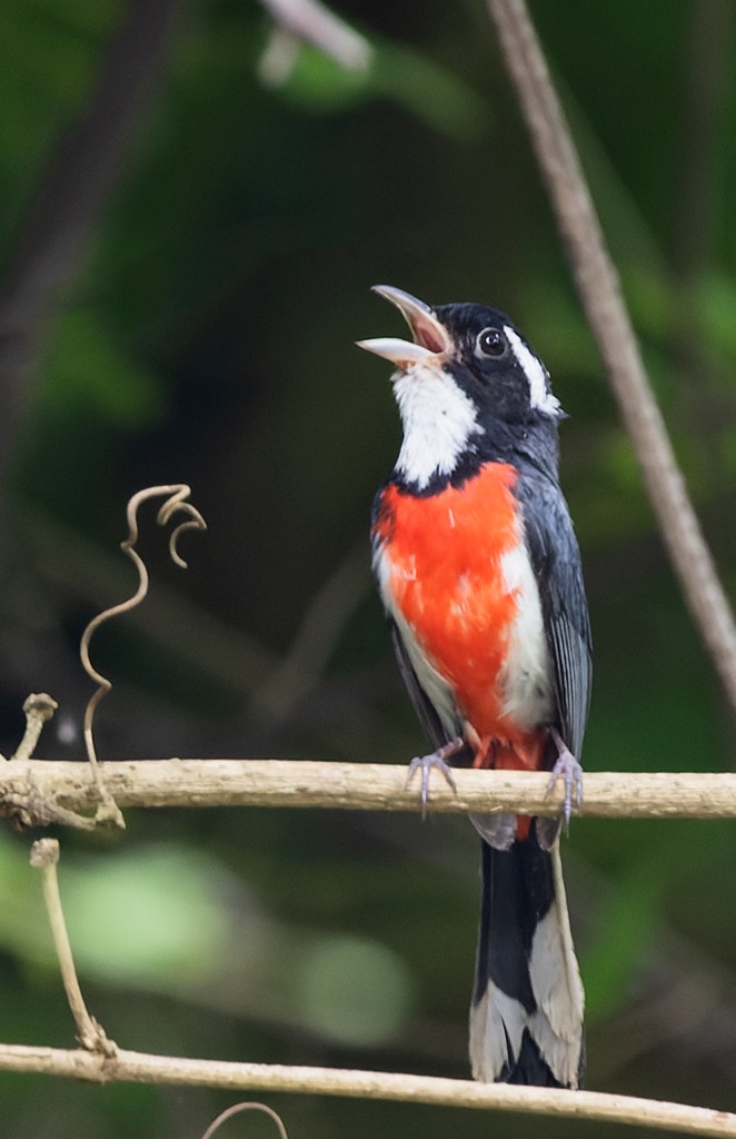 Red-breasted Chat - ML638437998