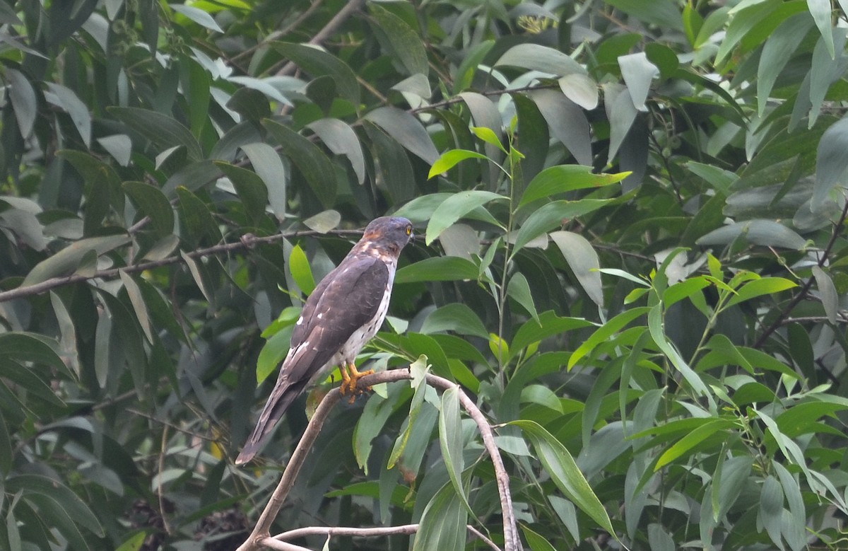 African Cuckoo-Hawk - ML638438006