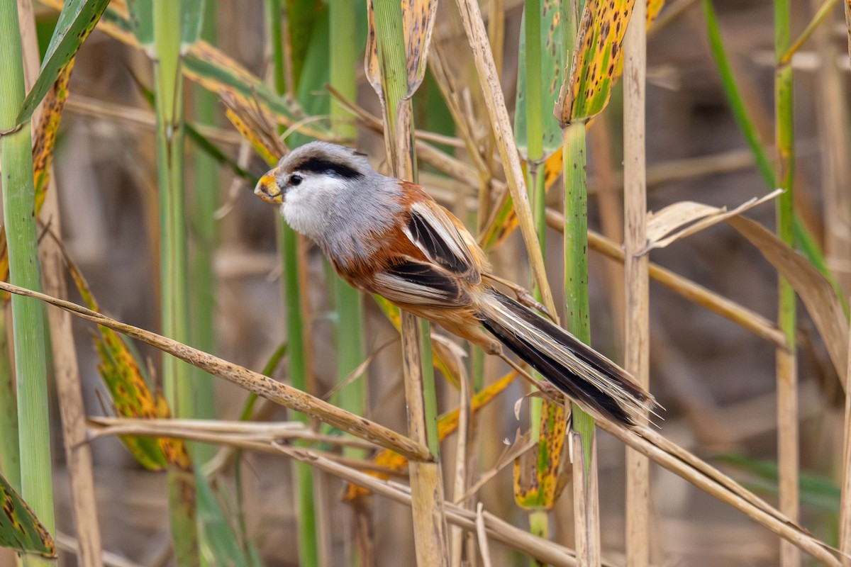 Reed Parrotbill - ML638438041