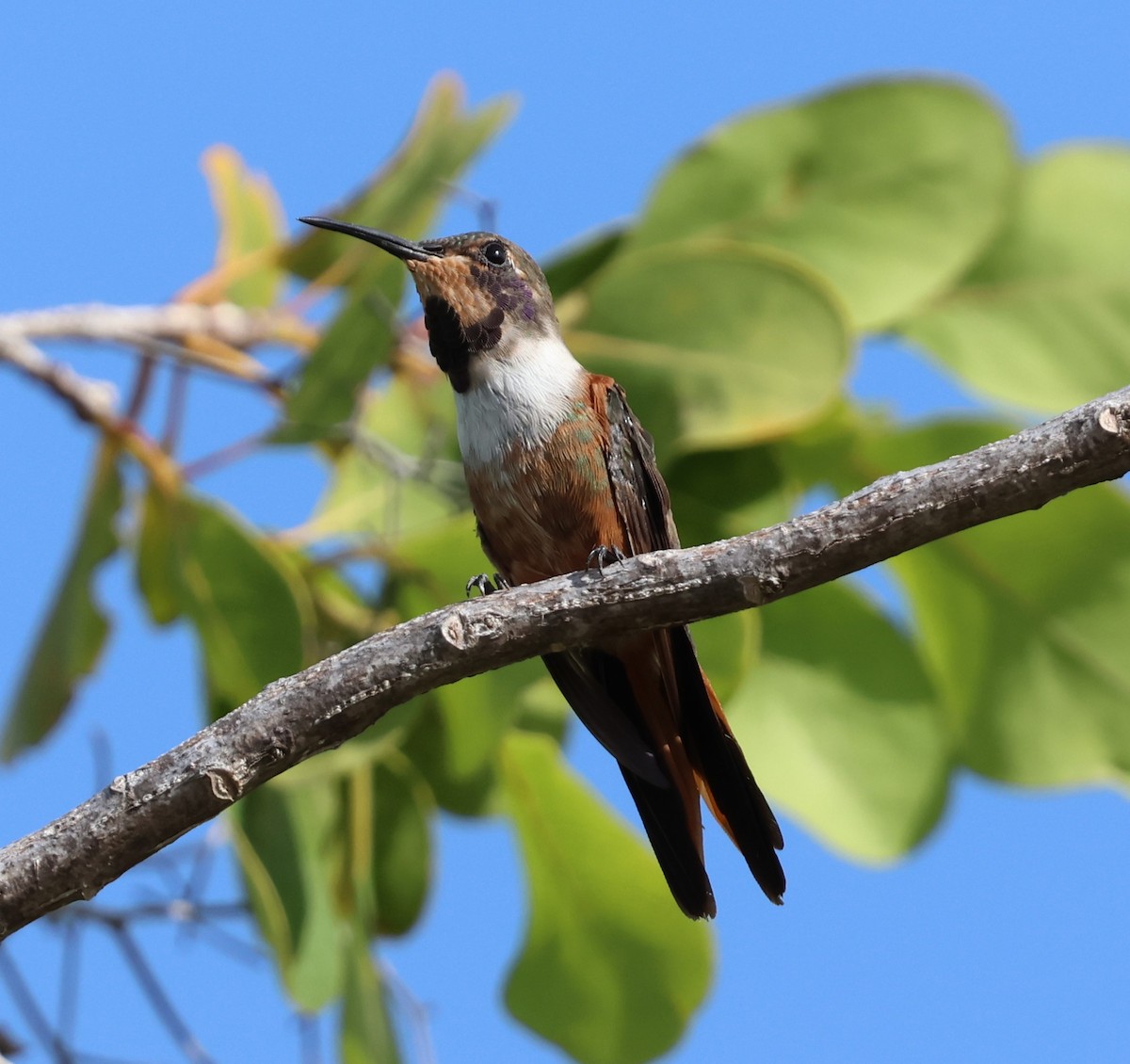 Bahama Woodstar - ML638438073