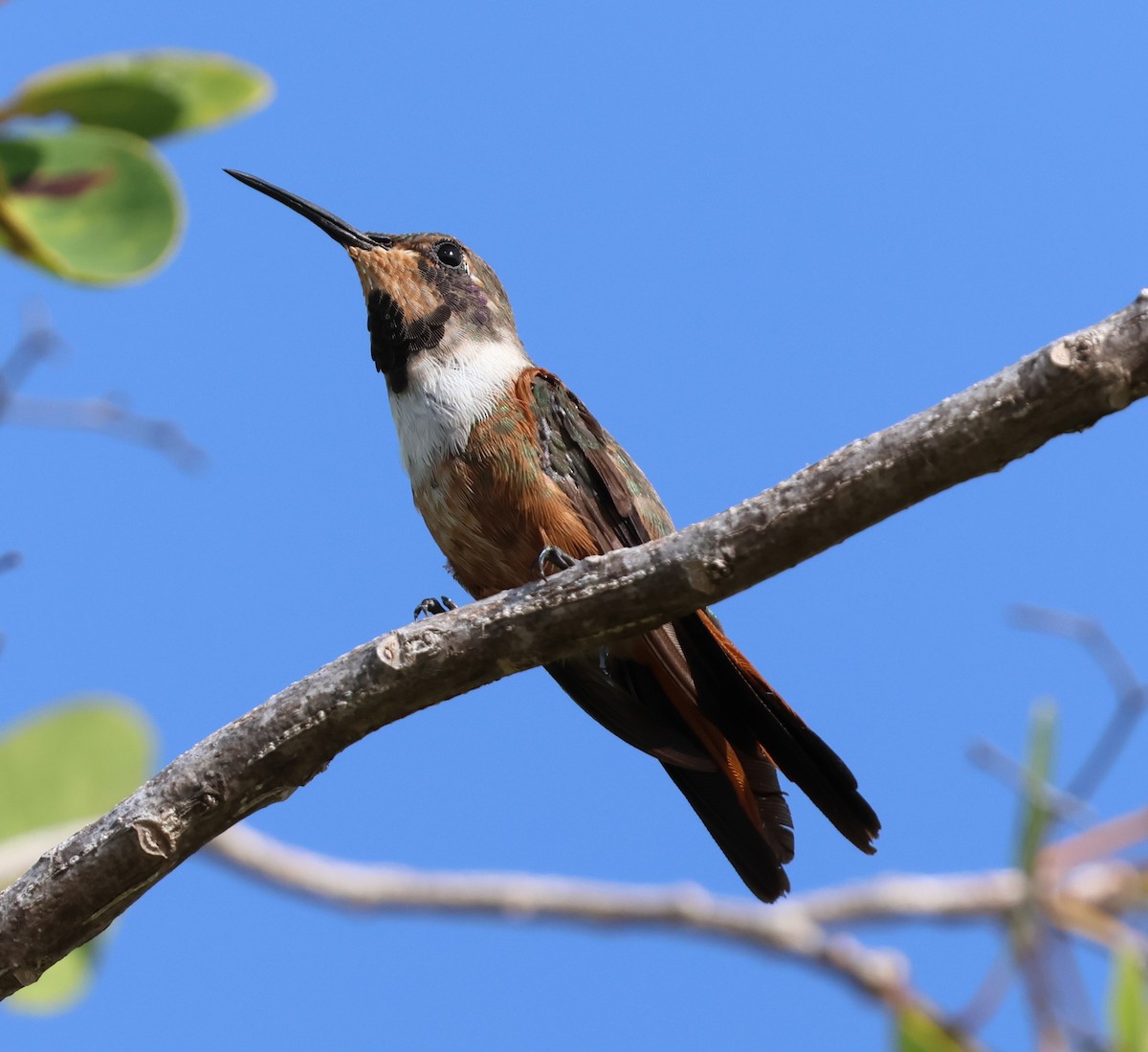 Bahama Woodstar - ML638438074