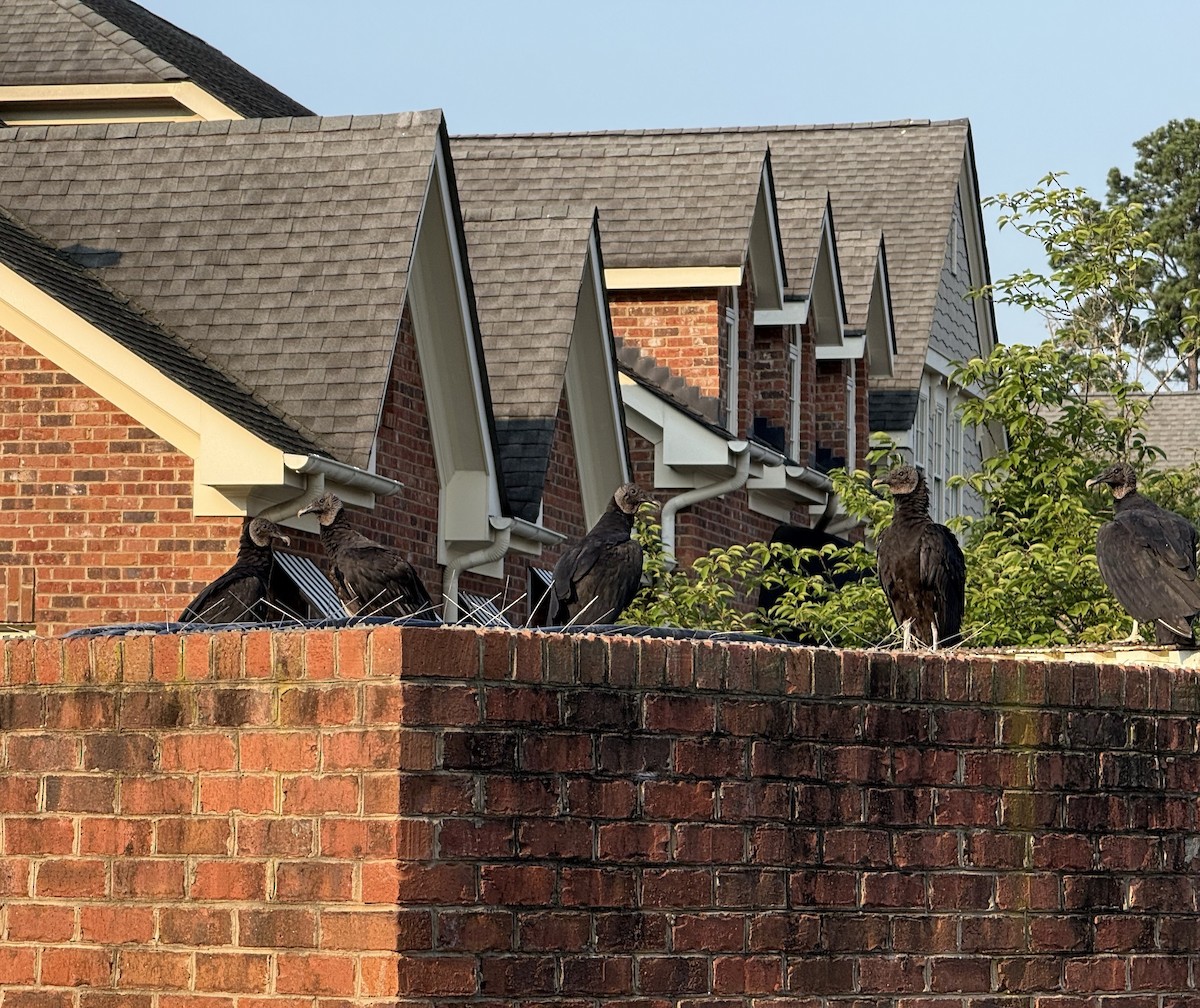 Black Vulture - ML638438077