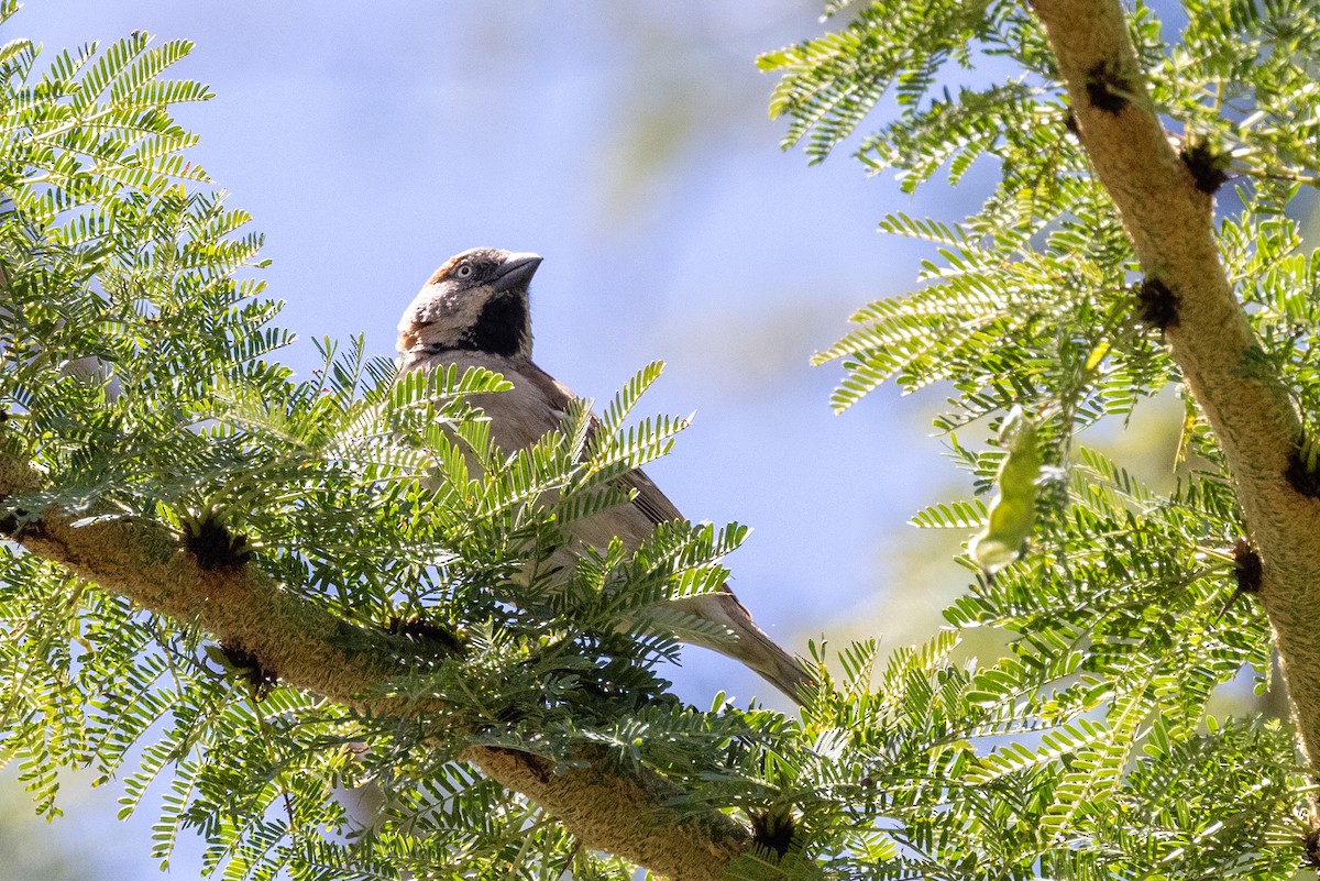 Kenya Rufous Sparrow - ML638438100