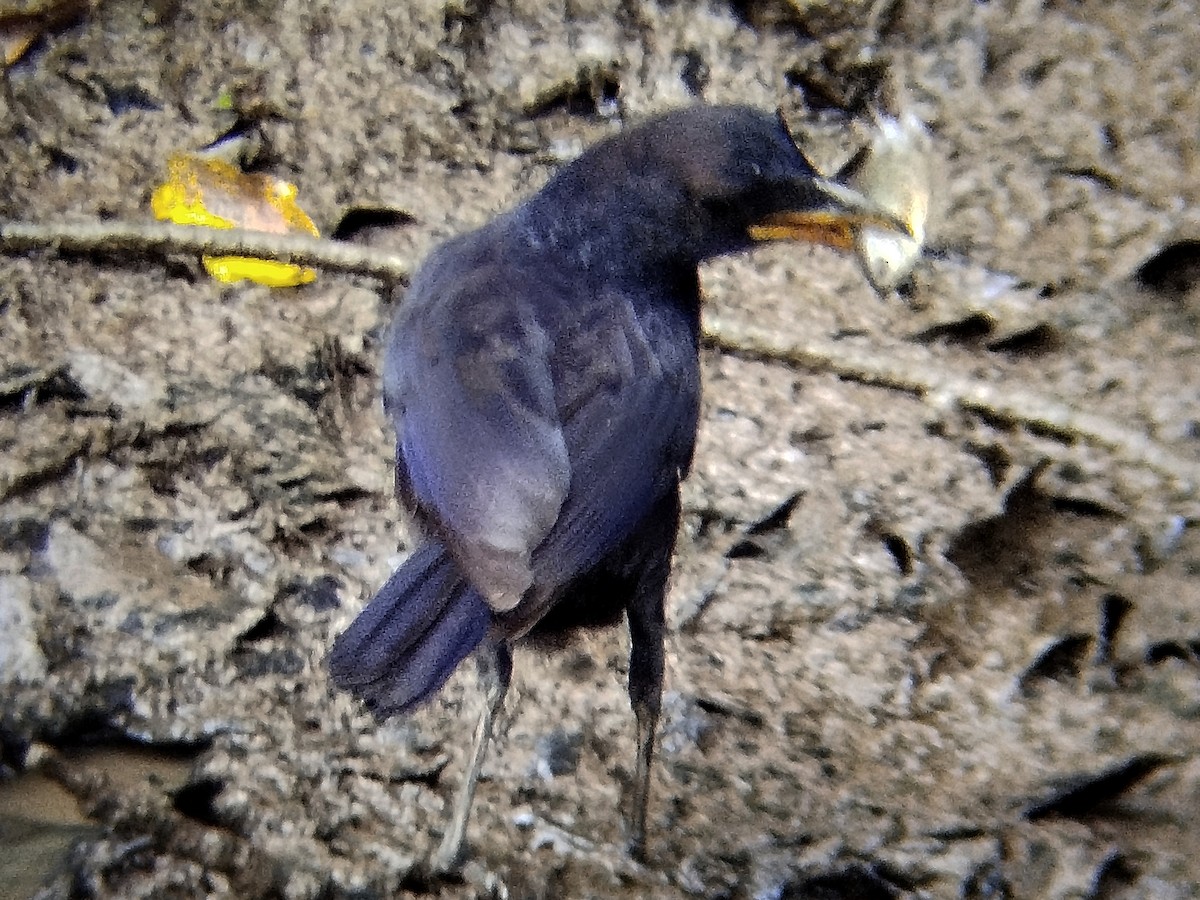 Blue Whistling-Thrush - ML638438107