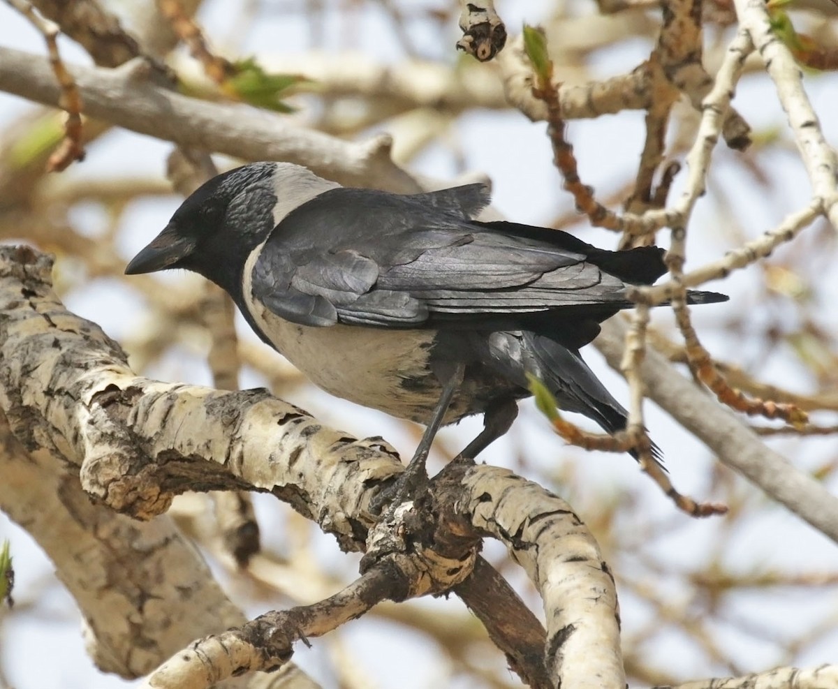 Daurian Jackdaw - ML638438113