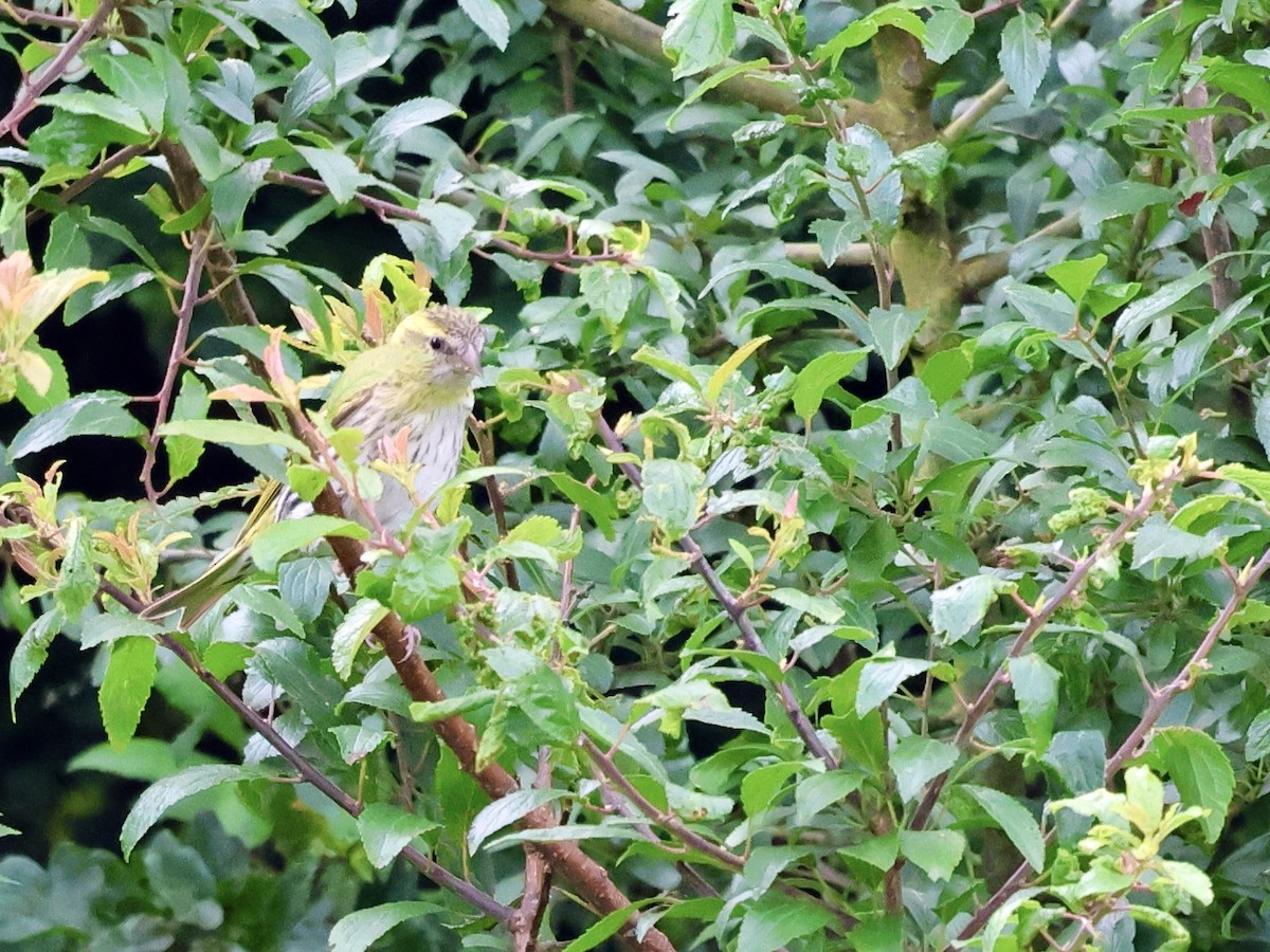 Eurasian Siskin - ML638438121