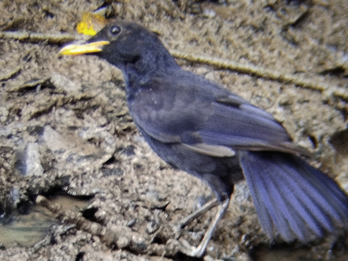 Blue Whistling-Thrush - ML638438143