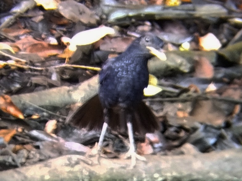 Blue Whistling-Thrush - ML638438163