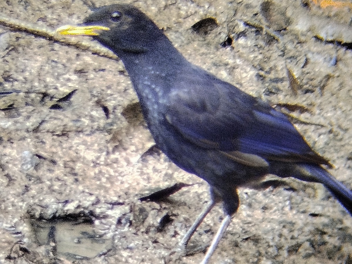 Blue Whistling-Thrush - ML638438168