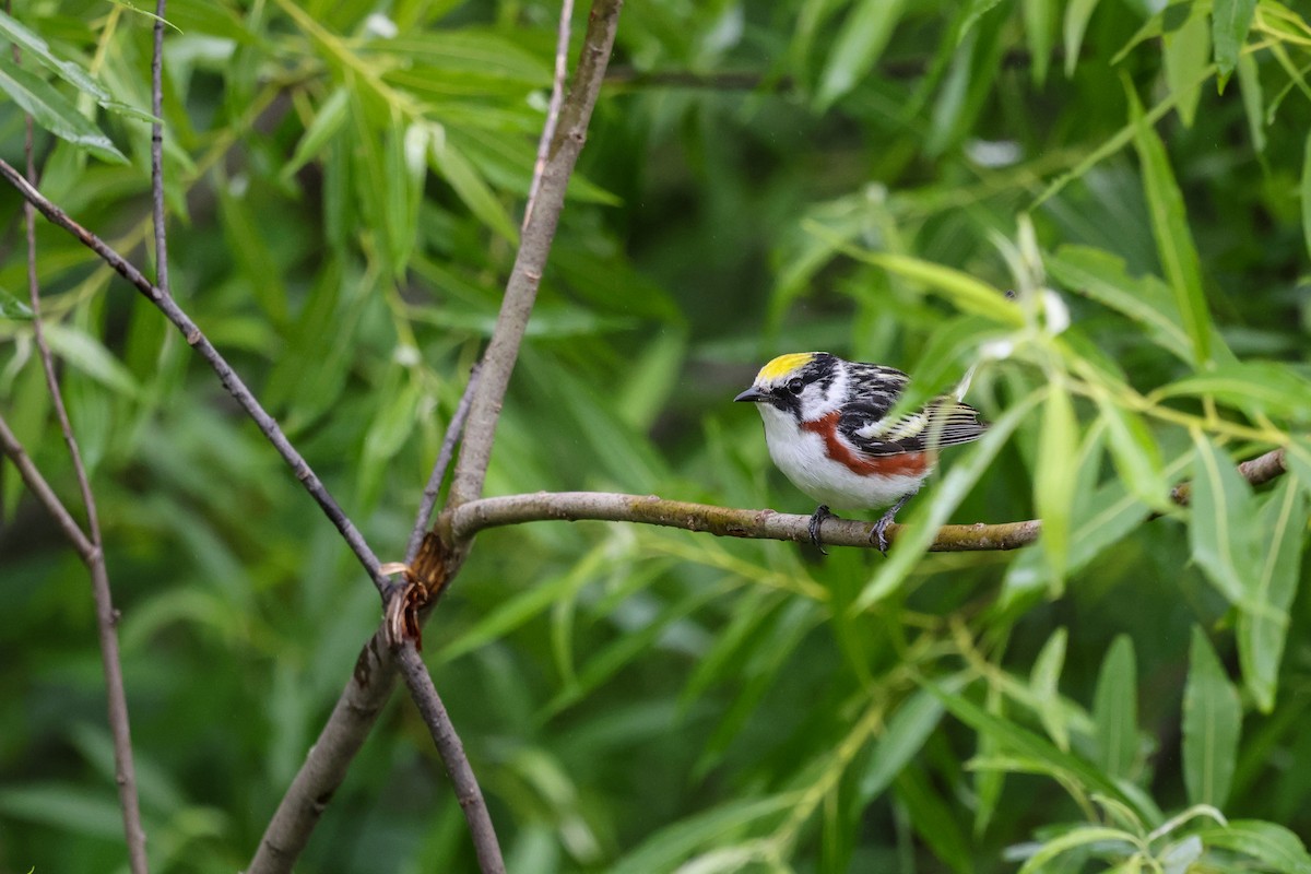 Chestnut-sided Warbler - ML638438179
