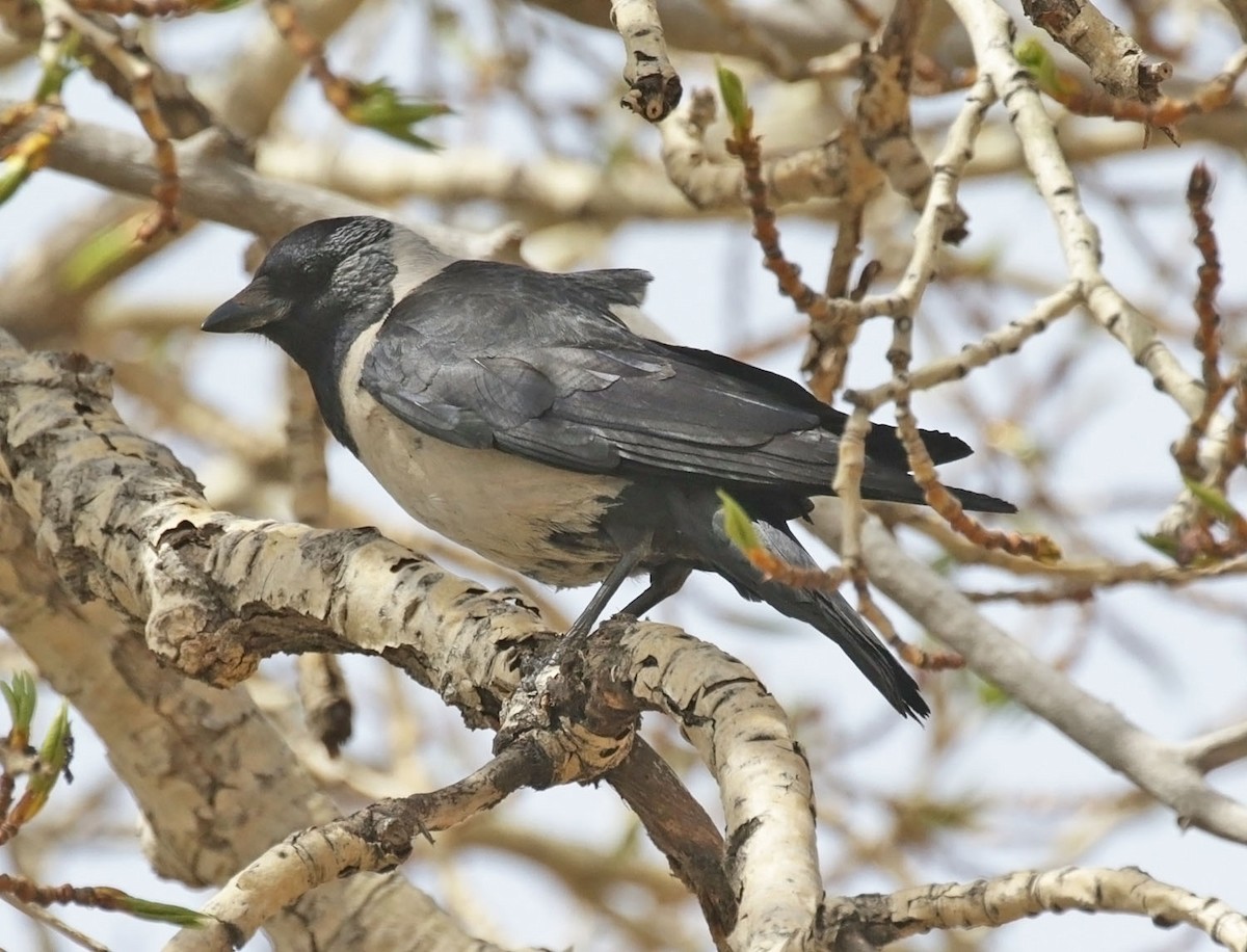 Daurian Jackdaw - ML638438392