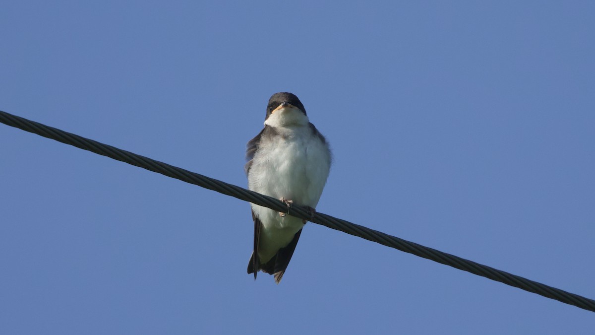 Tree Swallow - ML638438432
