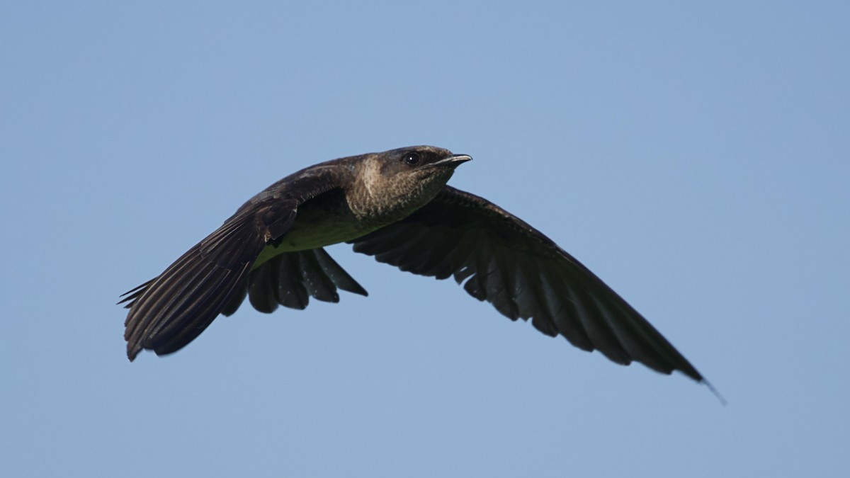 Purple Martin - ML638438436