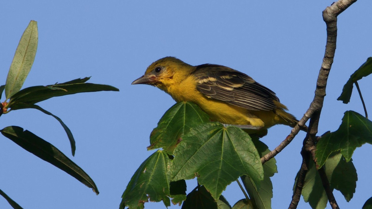 Orchard Oriole - ML638438452
