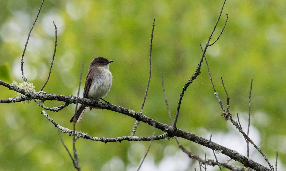 Eastern Phoebe - ML638438529