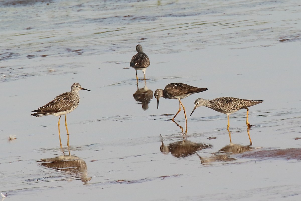 Lesser Yellowlegs - ML638438551