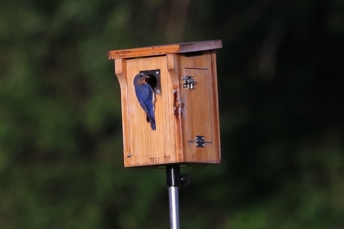 Eastern Bluebird - ML638438562