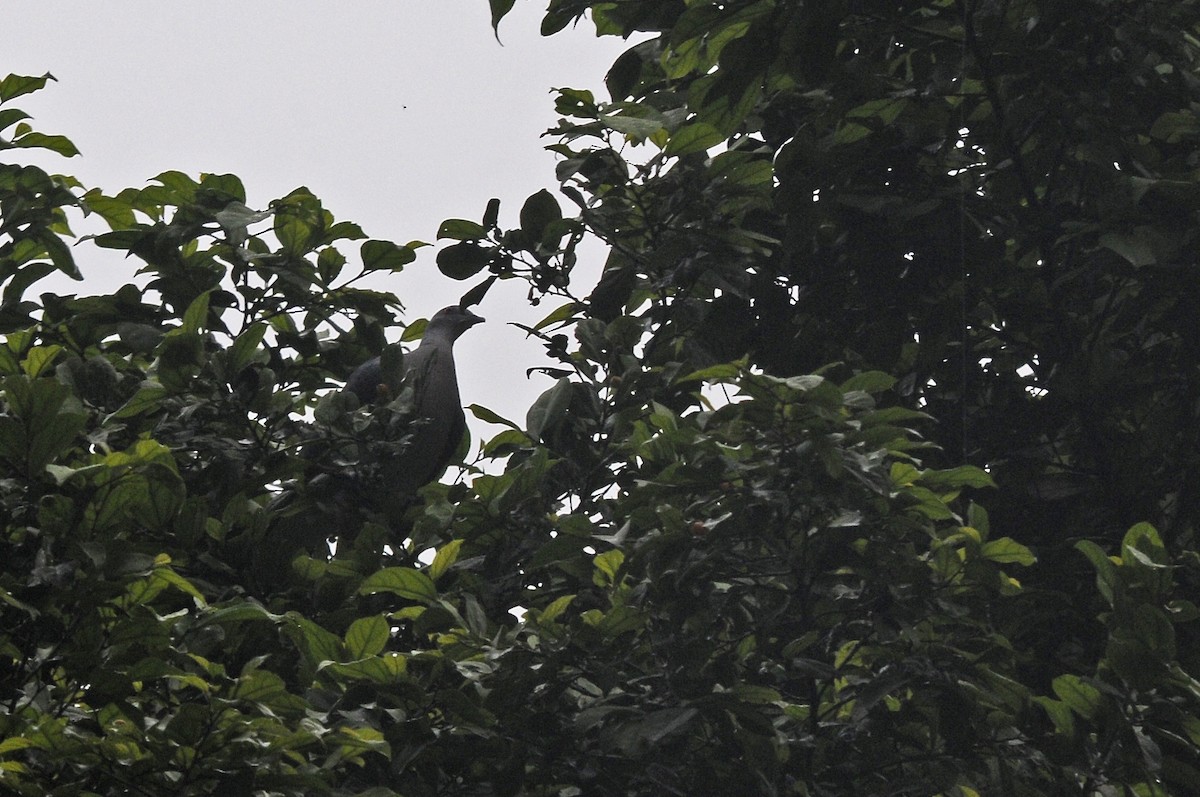 Afep Pigeon - ML638438567