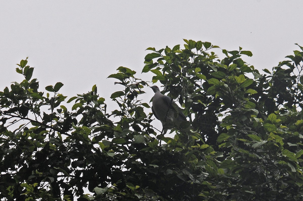 Afep Pigeon - ML638438569