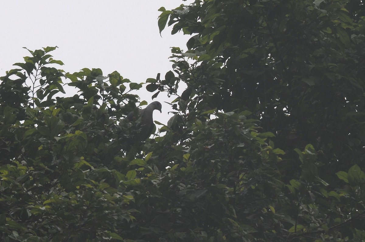 Afep Pigeon - ML638438570
