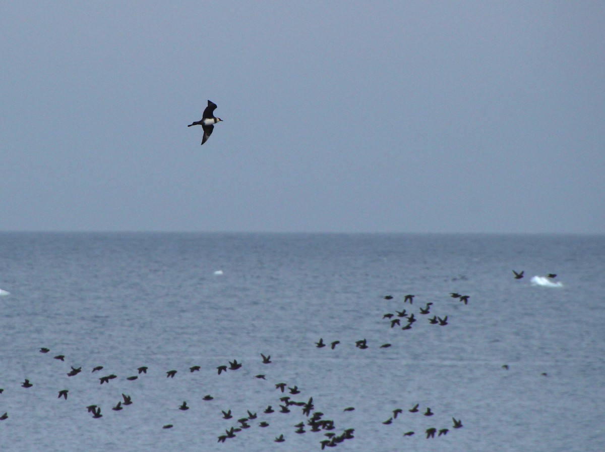 Pomarine Jaeger - ML638438580