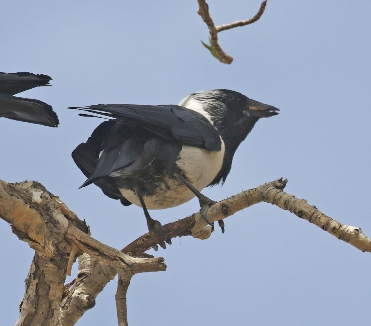 Daurian Jackdaw - ML638438587