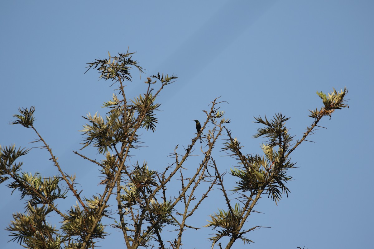 Bronze Sunbird - ML638438594