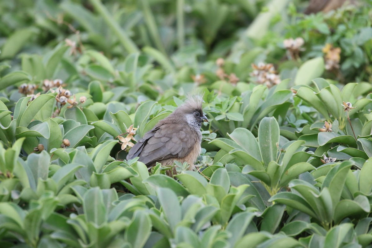 Speckled Mousebird - ML638438604