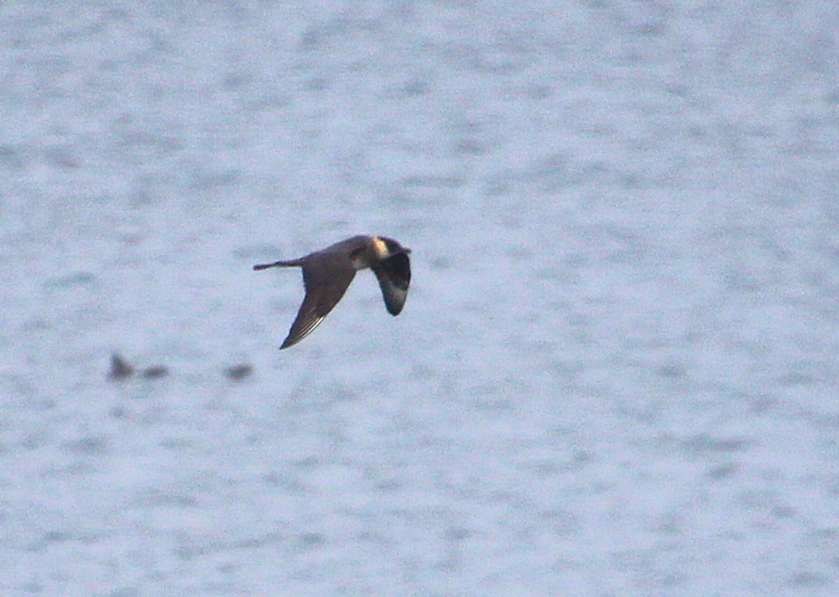 Pomarine Jaeger - ML638438643