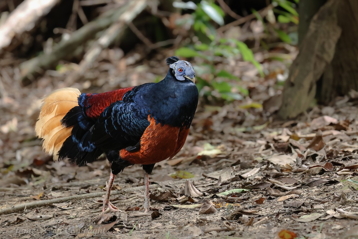 Bornean Crested Fireback - ML638438651
