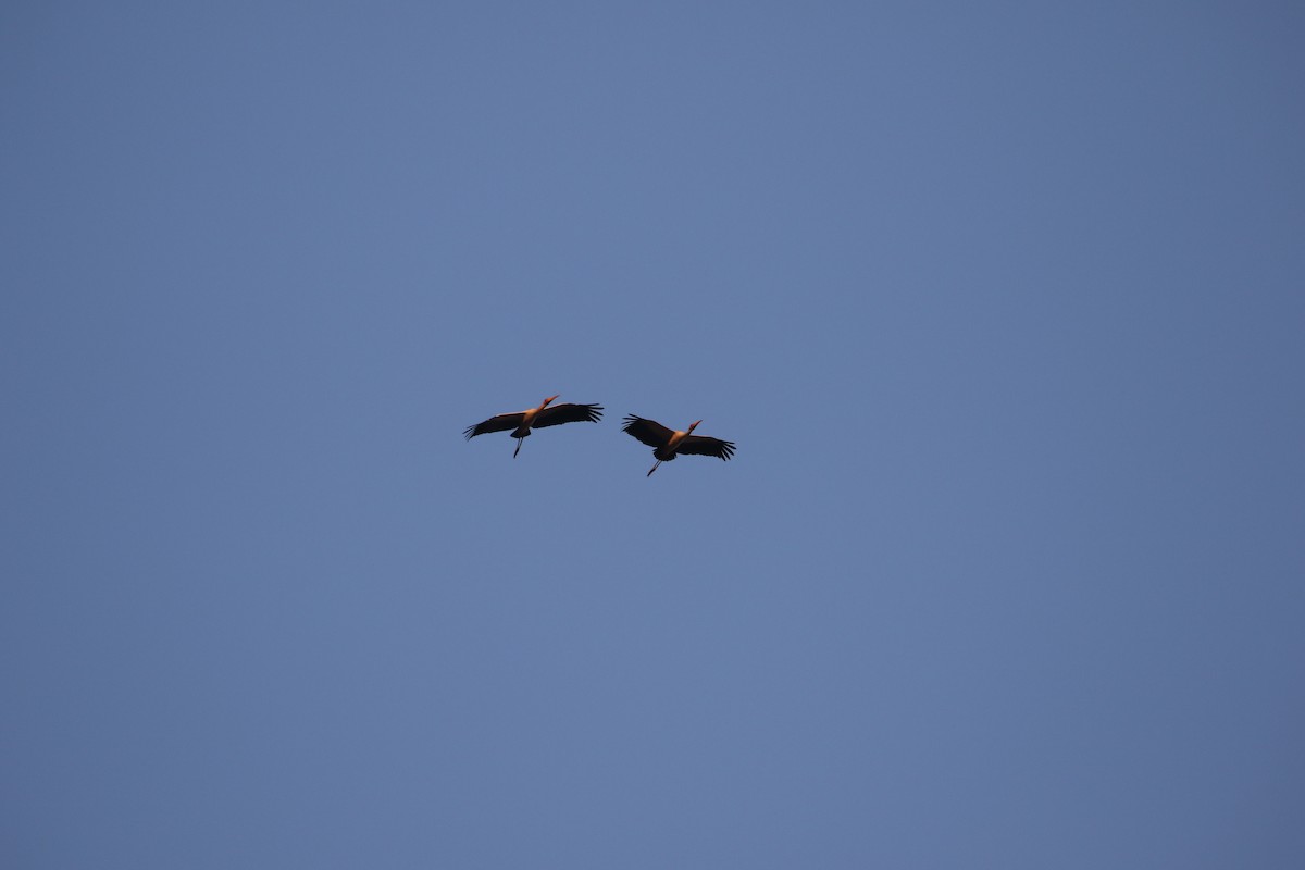 Yellow-billed Stork - ML638438654
