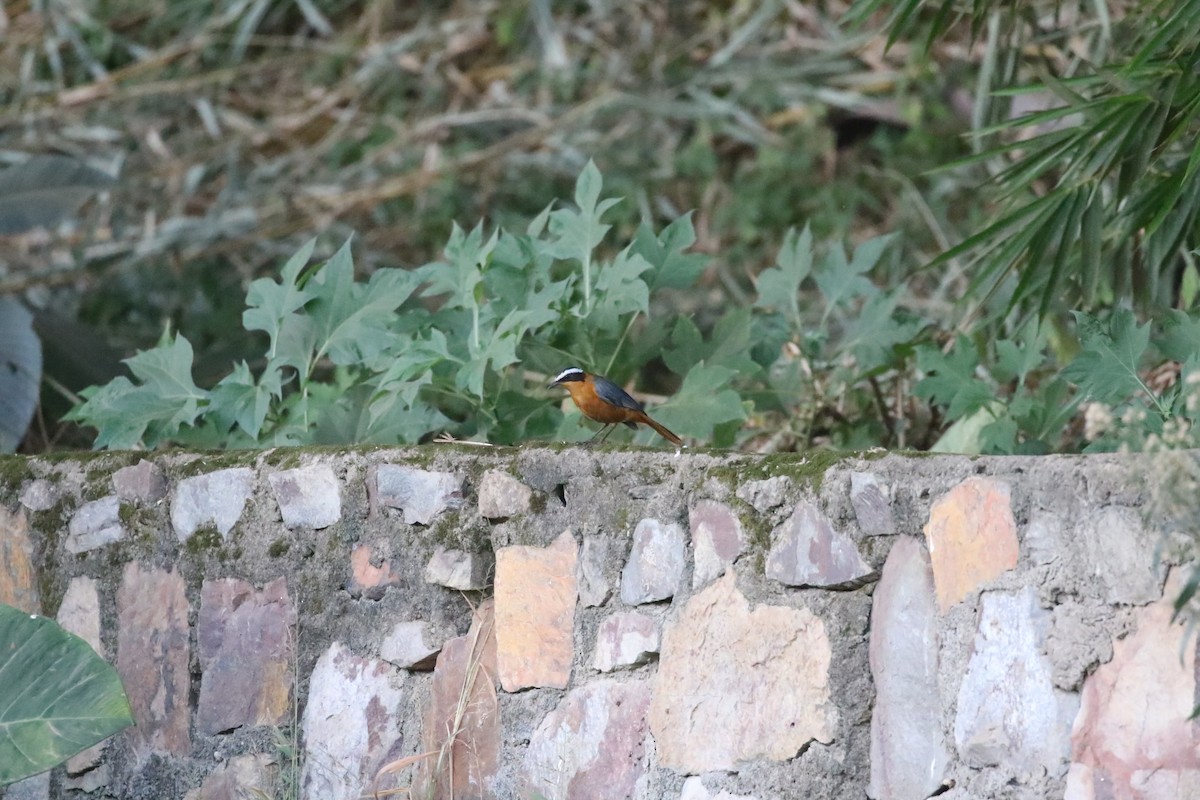 White-browed Robin-Chat - ML638438662