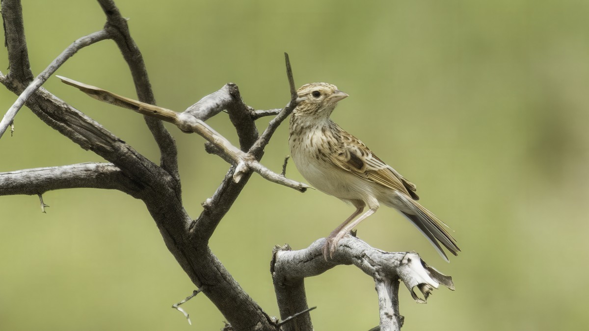 Singing Bushlark (Singing) - ML638438682