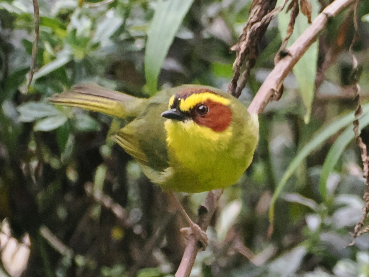 Golden-browed Warbler - ML638438689