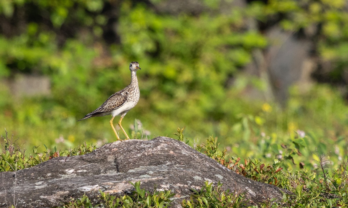 Upland Sandpiper - ML638438701