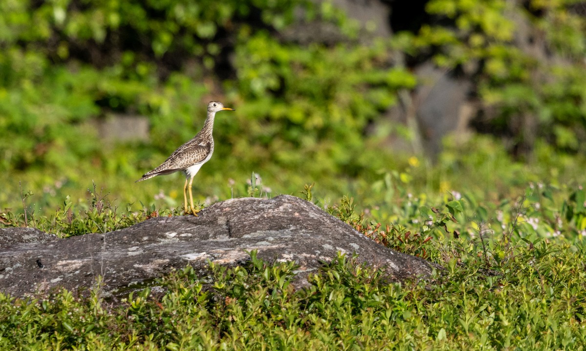Upland Sandpiper - ML638438702