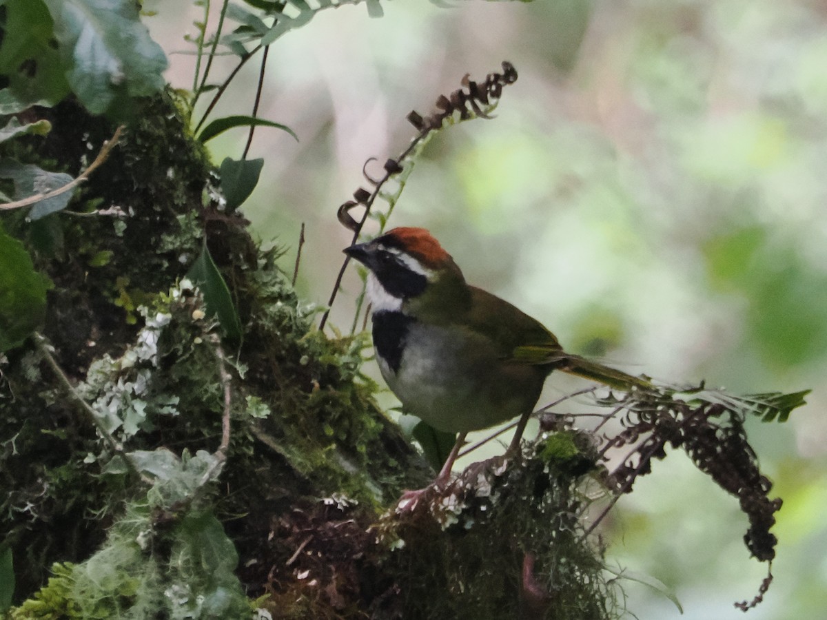 Collared Towhee - ML638438714