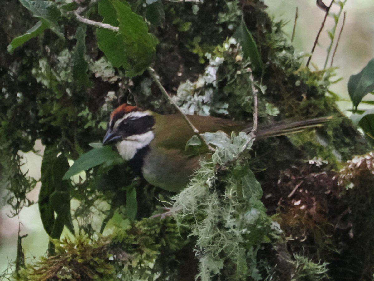 Collared Towhee - ML638438715