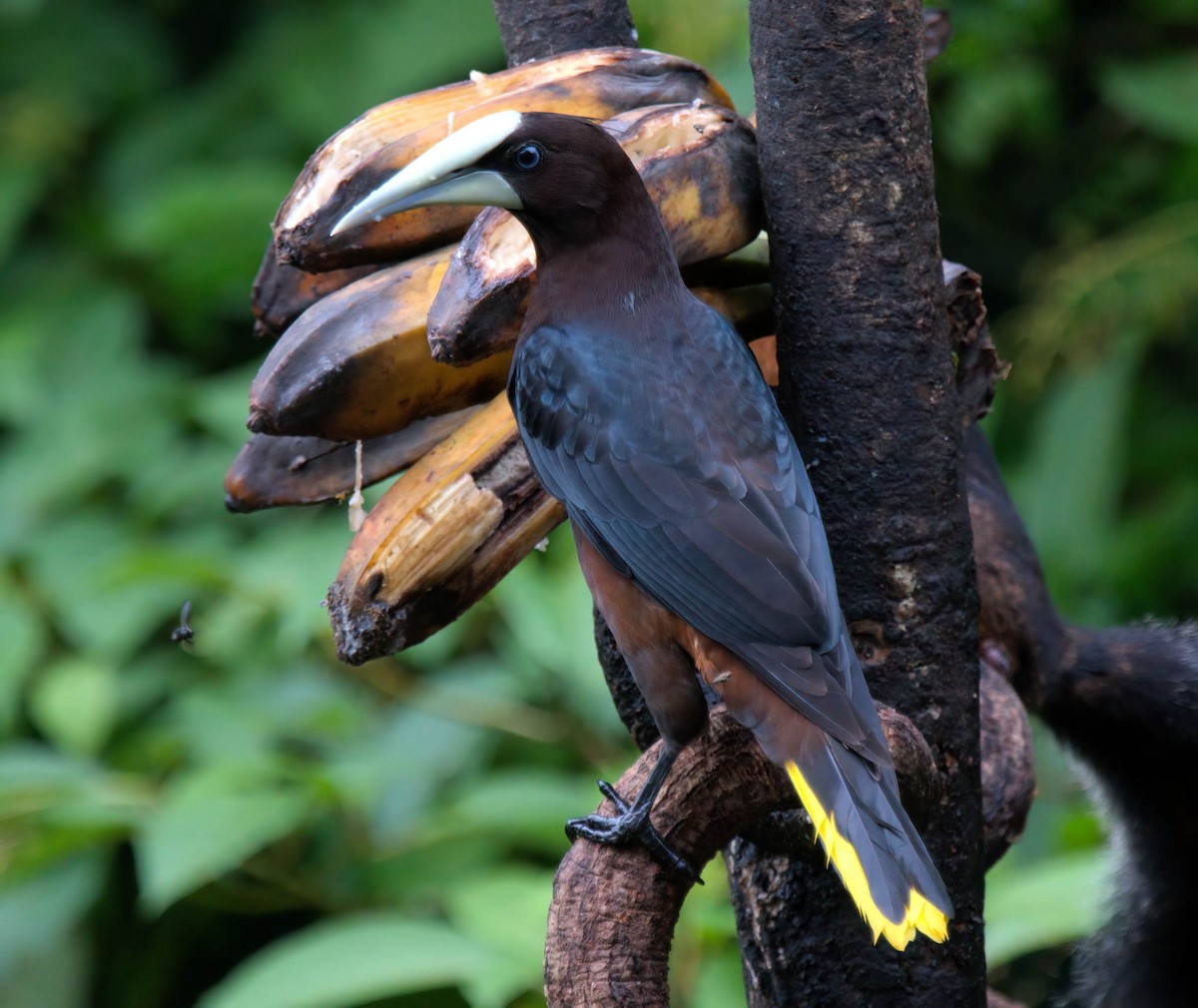 Chestnut-headed Oropendola - ML638438719
